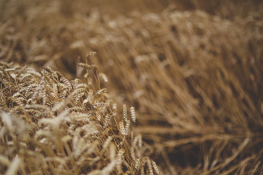 cereal, moving, wind, nature, grain, selective focus, plant HD wallpaper