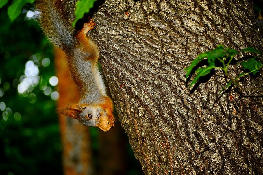 Squirrel, Animal, Walnut, Tree, Nature, tree trunk, one animal HD wallpaper