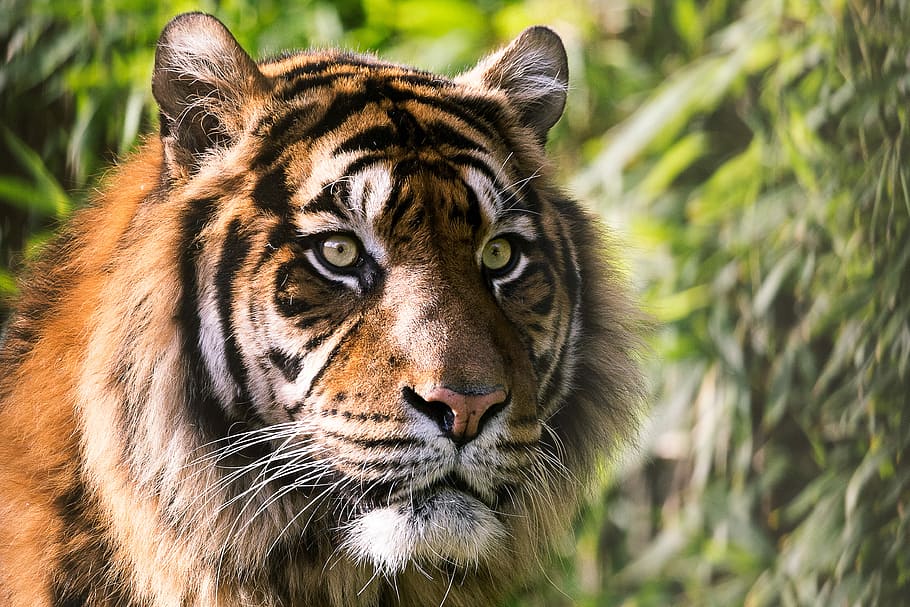 wildlife photography of Bengal tiger, predator, eye, mammal HD wallpaper