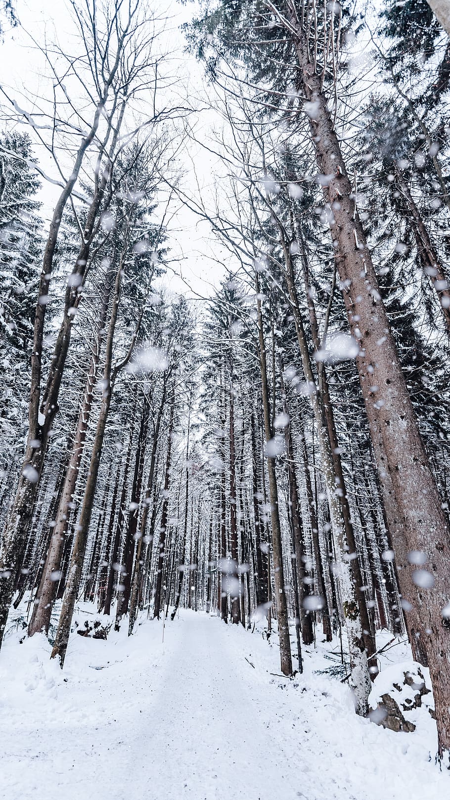 winter, snow, snow drop, tree, forest, cold, snow falling, trees HD wallpaper
