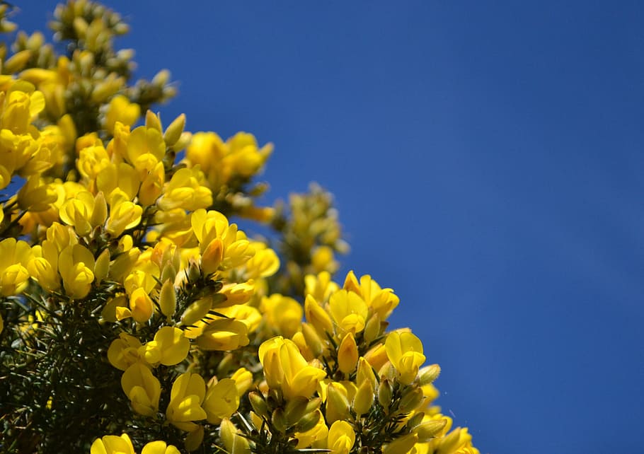 Gorse, Scotland, Blue, Sky, Sky, Scottish, Uk, spring, countryside HD wallpaper
