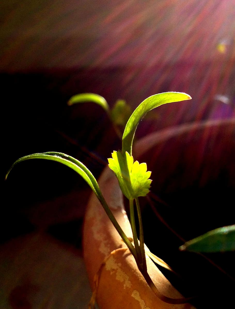 sapling, coriander, aromatic, blooming, flowers, green, herb HD wallpaper