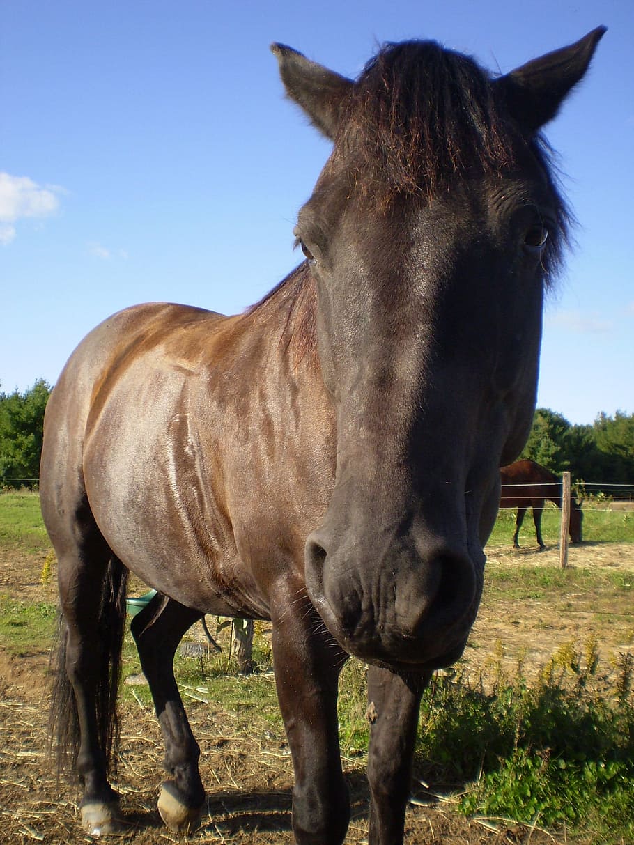 horse, head, stallion, mare, equestrian, mane, farm, mammal HD wallpaper