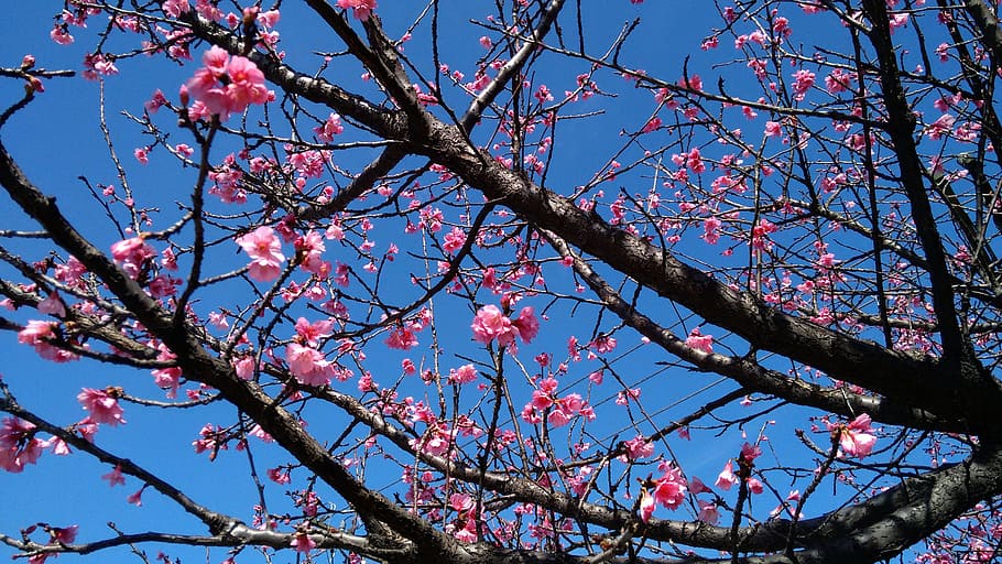 Cherry, Flower, Button, Sakura, Spring, twigs, tree, flourish HD wallpaper