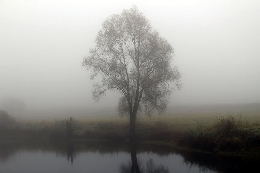 green tree reflecting on body of water during cloudy day, fog HD wallpaper