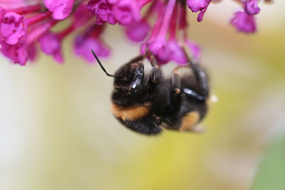 bourdon, insect, nature, flower, flowering plant, invertebrate HD wallpaper