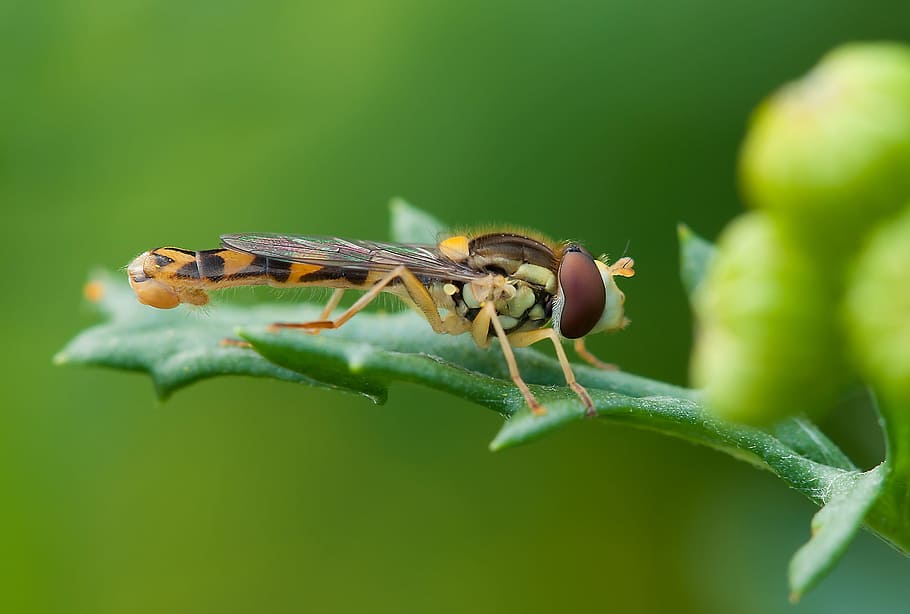 yellow and brown dragonfly on green leaf photography, insect HD wallpaper