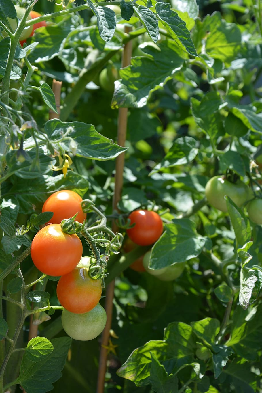 tomatoes, plant, vegetables, food, healthy, garden, eat, red, HD wallpaper