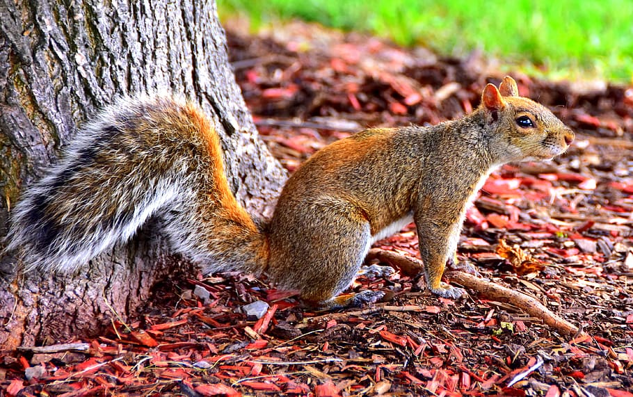 squirrel, canada, nature, animals, animal themes, animal wildlife HD wallpaper