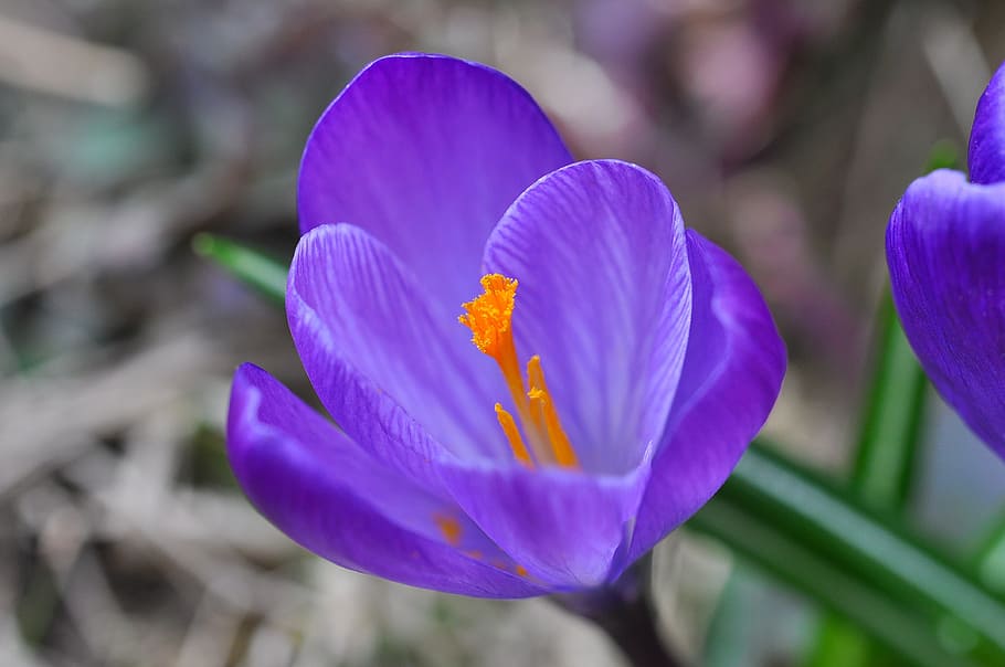 Crocus, Flower, Blossom, Bloom, Purple, plant, spring flower HD wallpaper