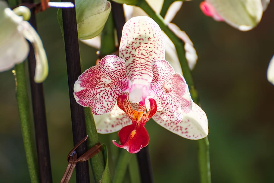 orchid, leaf, blossom, bloom, beautiful, color, flower, plant HD wallpaper