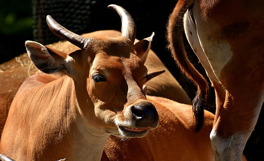banteng, beef, bos javanicus, wild, wildlife photography, zoo HD wallpaper
