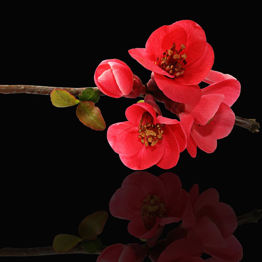 flower, plant, nature, reflection, flowers, summer, spring HD wallpaper