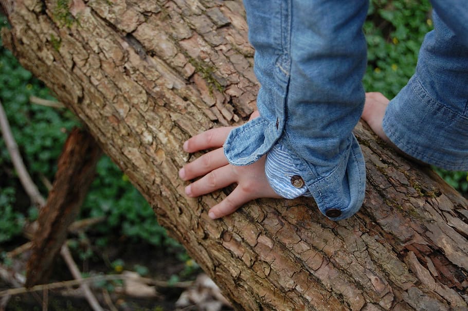 Tree, Child'S, Hand, Climb, child's hand, tree trunk, human body part HD wallpaper