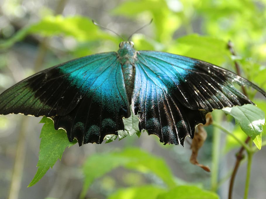 selective focus photography of blue and black butterfly perching on green leaf HD wallpaper