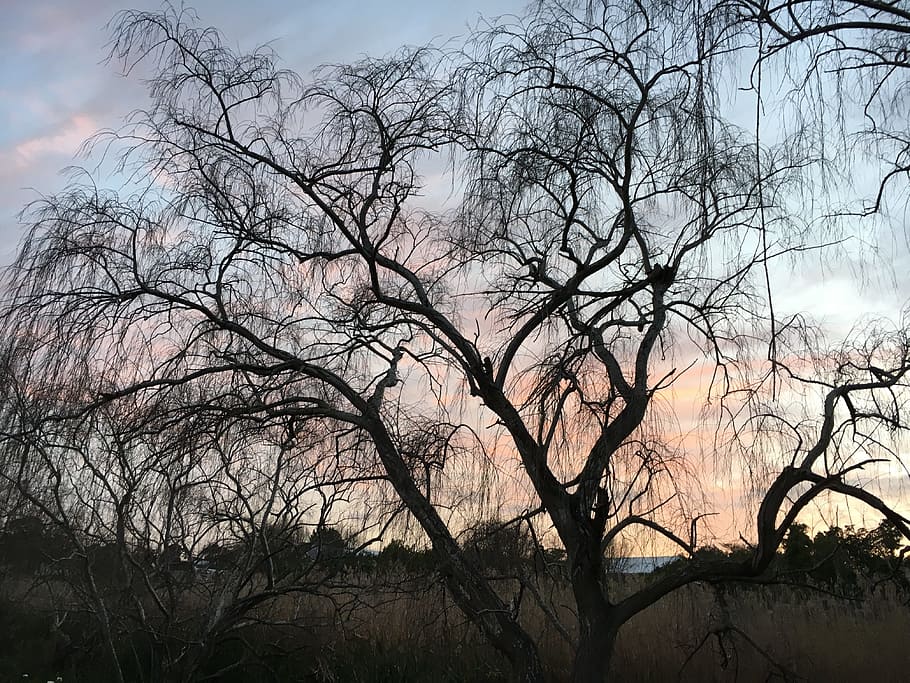 trees, sunset, silhouette, branches, outdoor, nature, landscape HD wallpaper