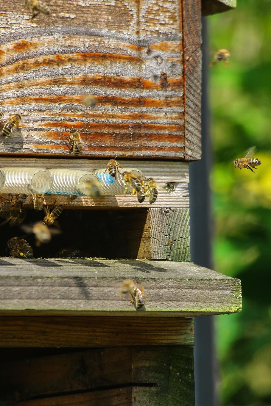 Bees, Foragers, Insect, Honey, essain, pollen, beekeeping, beehive HD wallpaper