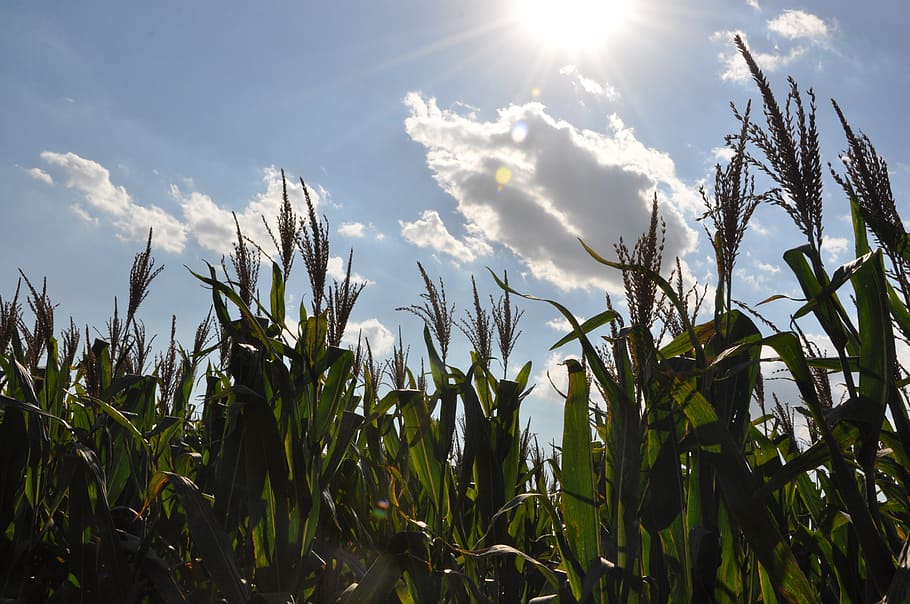 corn, fields, clouds, white cloud, blue sky, sunshine, crops HD wallpaper