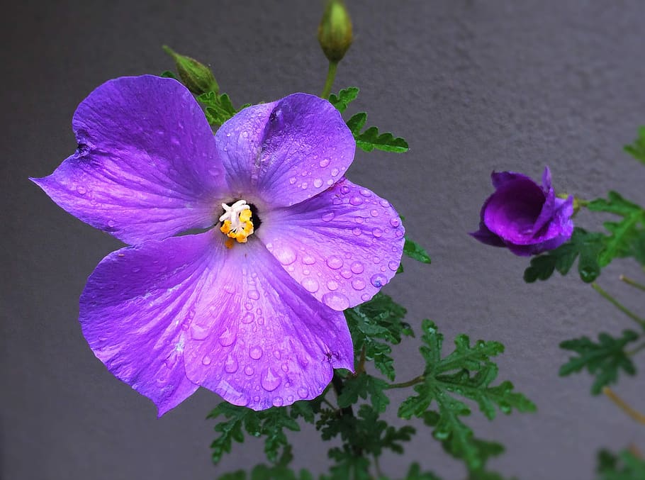 Flowers, Water, purple, red purple, rain, drop of water, surface tension, HD wallpaper