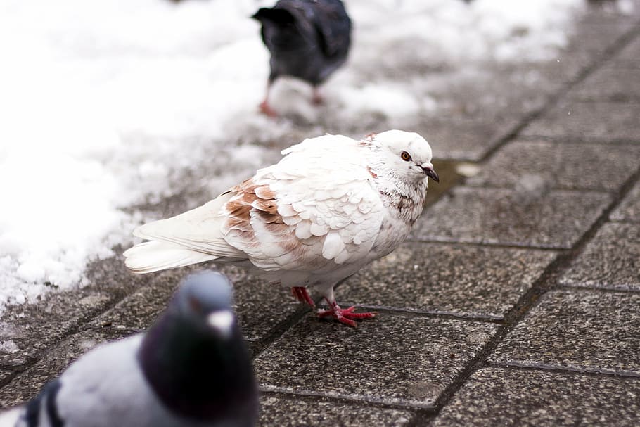 dove, white, brown, bird, city, road, snow, birds, cold, winter HD wallpaper