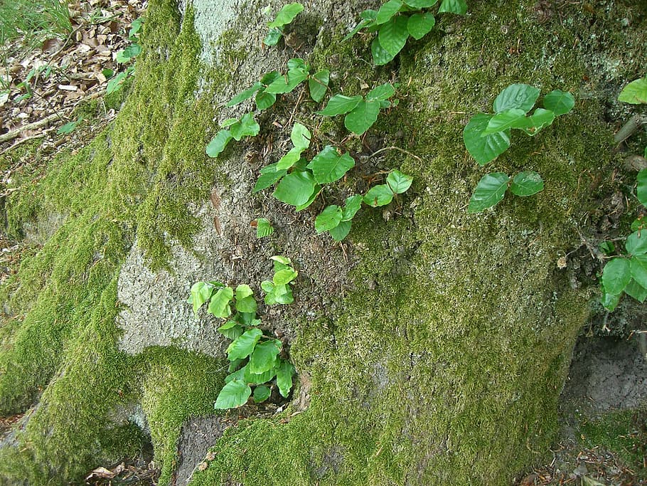 tree, green, moss, leaves, nature, forest, green color, plant HD wallpaper