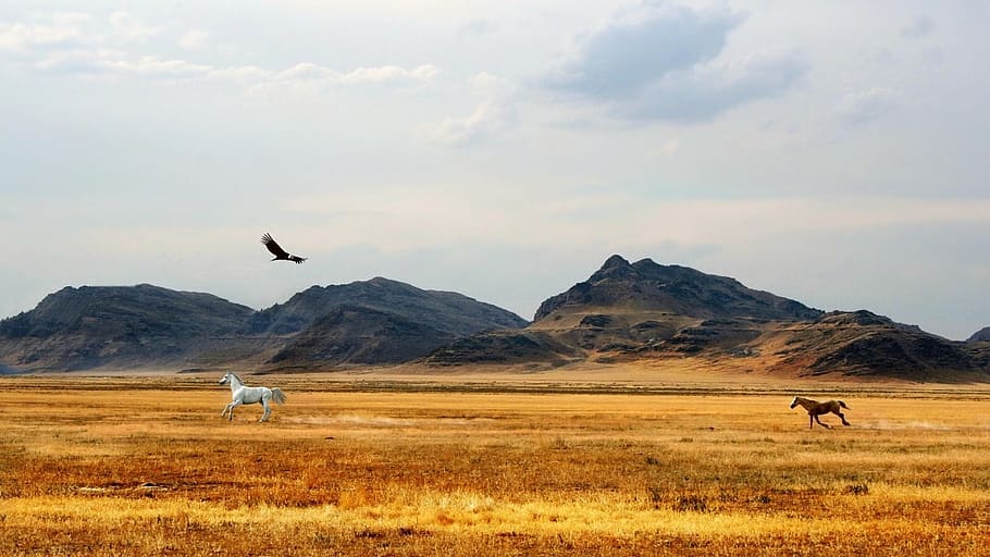 white and brown horses running through brown grass field and an eagle flying above them HD wallpaper