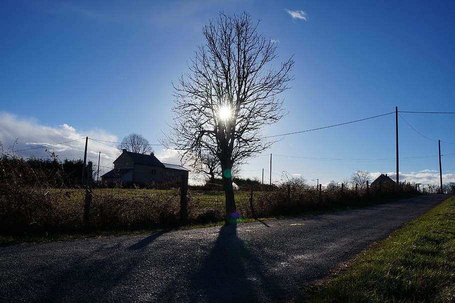 tree, sun, road, field, sun's rays, plant, sky, nature, the way forward HD wallpaper