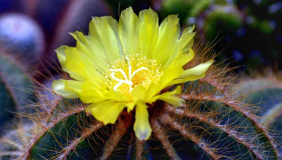 cactus, cacti, flower, yellow, blooming, colourful, nature HD wallpaper