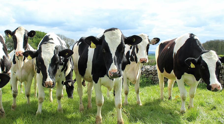 five white and black cattle, holstein cattle, cows, heifers, field