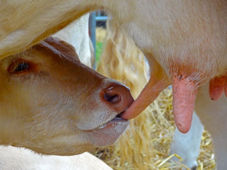 white goat drinking milk, udder, calf, cow, beef, suckle, teats HD wallpaper