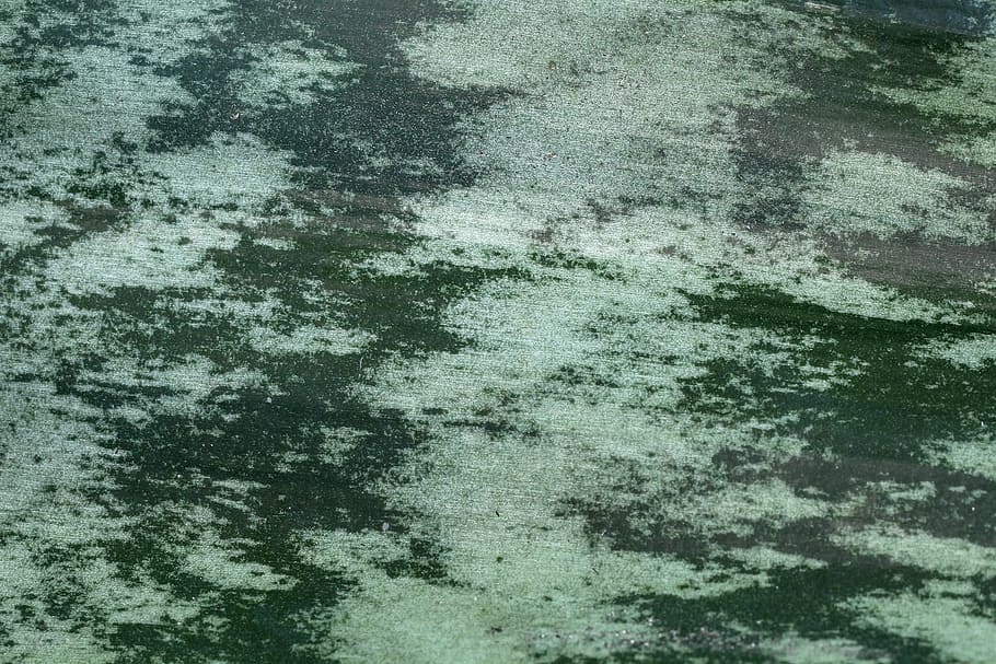 leaf, plant, pattern, texture, backgrounds, full frame, no people HD wallpaper