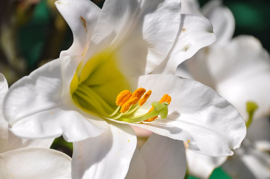 white lilies selective-focus photo, lys, white lily, flowers, HD wallpaper