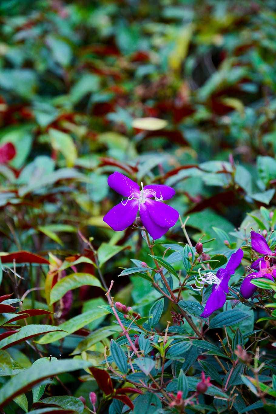 flower, spring, summer, garden, flowers, in full bloom, flora HD wallpaper