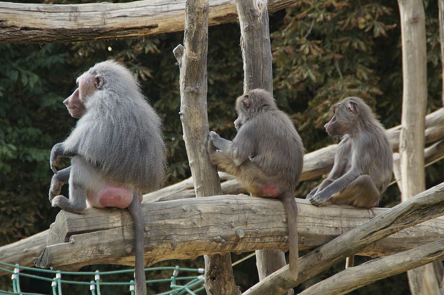 baboons, sit, family, monkey, animal, zoo, zoo animal, watch HD wallpaper