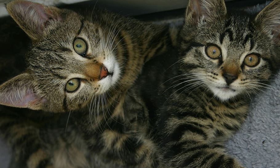 Cats, Pets, two, domestic cat, domestic animals, looking at camera HD wallpaper