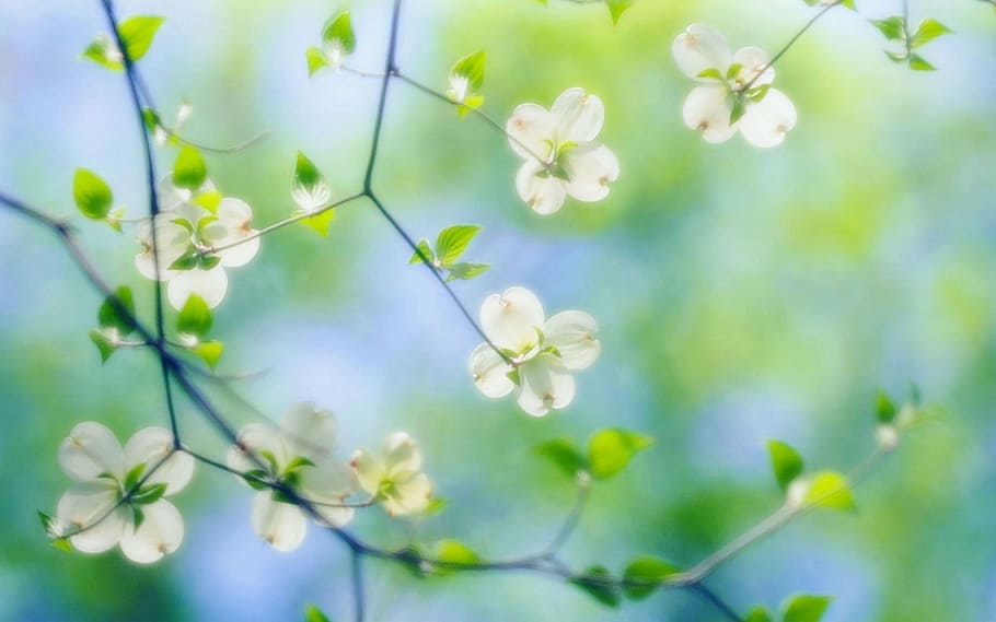 forest, wood, tree, spring, skies, nature, springtime, plant HD wallpaper