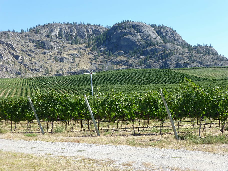 Wine Country, Bc Canada Wine Country, okanagan valley, canadian, HD wallpaper