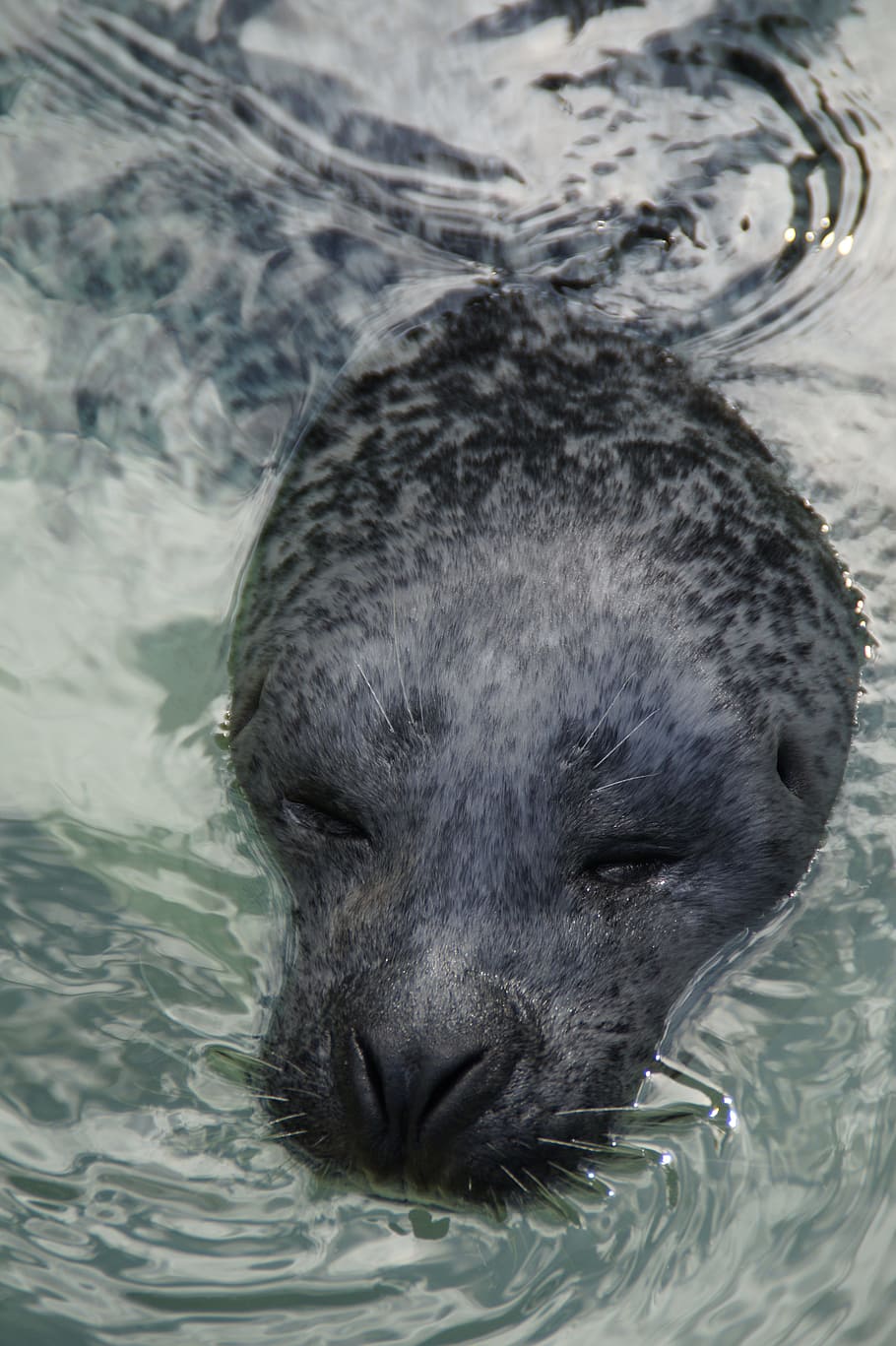 Seal, Head, Robbe, Swim, Water, Mammal, zoo, snout, meeresbewohner HD wallpaper