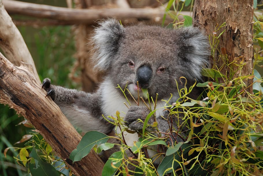 HD wallpaper: australia, koala, koala bear, animal, tree, rest, cuddly, lazy  | Wallpaper Flare