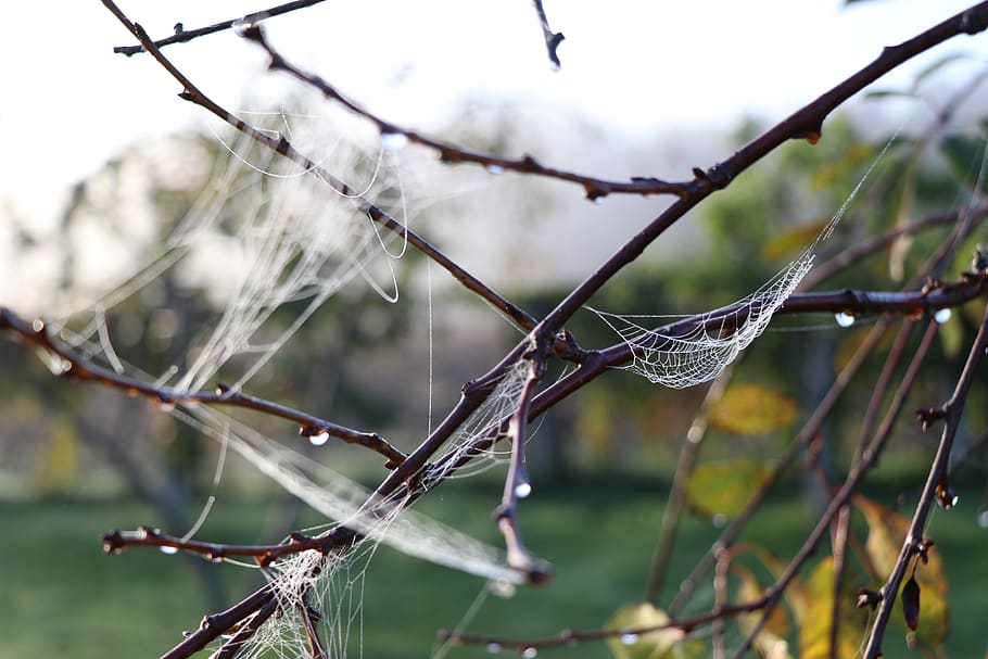 nature, wild, cobweb, focus on foreground, plant, fragility HD wallpaper