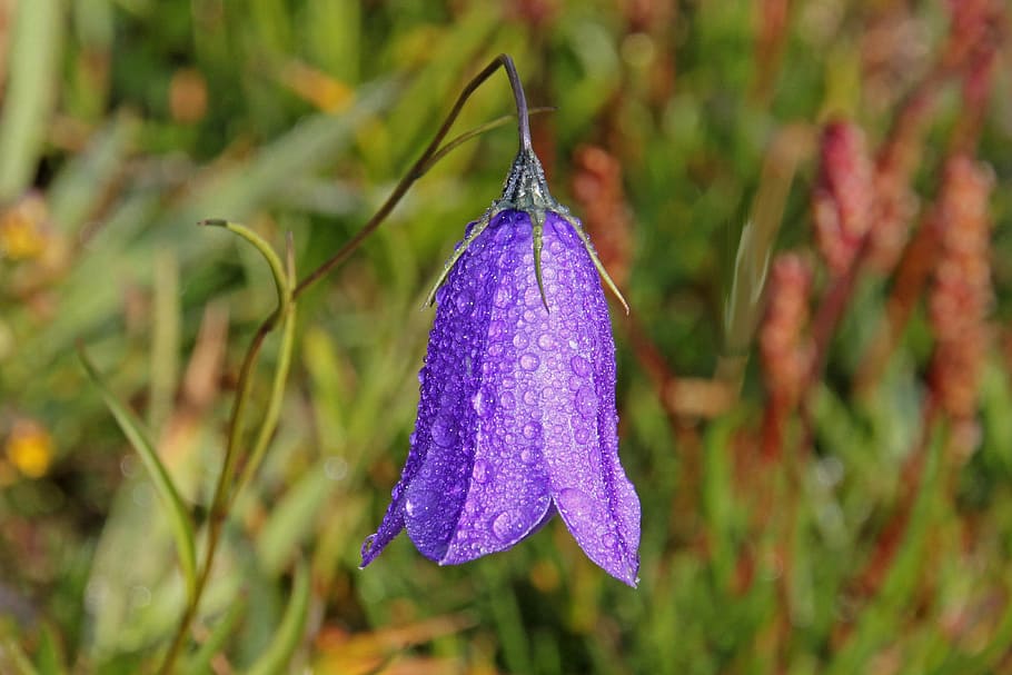 flower, raindrop, nature, blossom, bloom, plant, close, background HD wallpaper