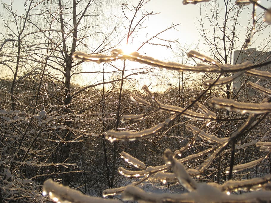 winter, spring, zing rain, branch, ice, winter sun, tree, trees HD wallpaper