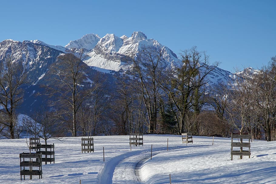 snow, winter, nature, cold, tree, mountain, cold temperature HD wallpaper