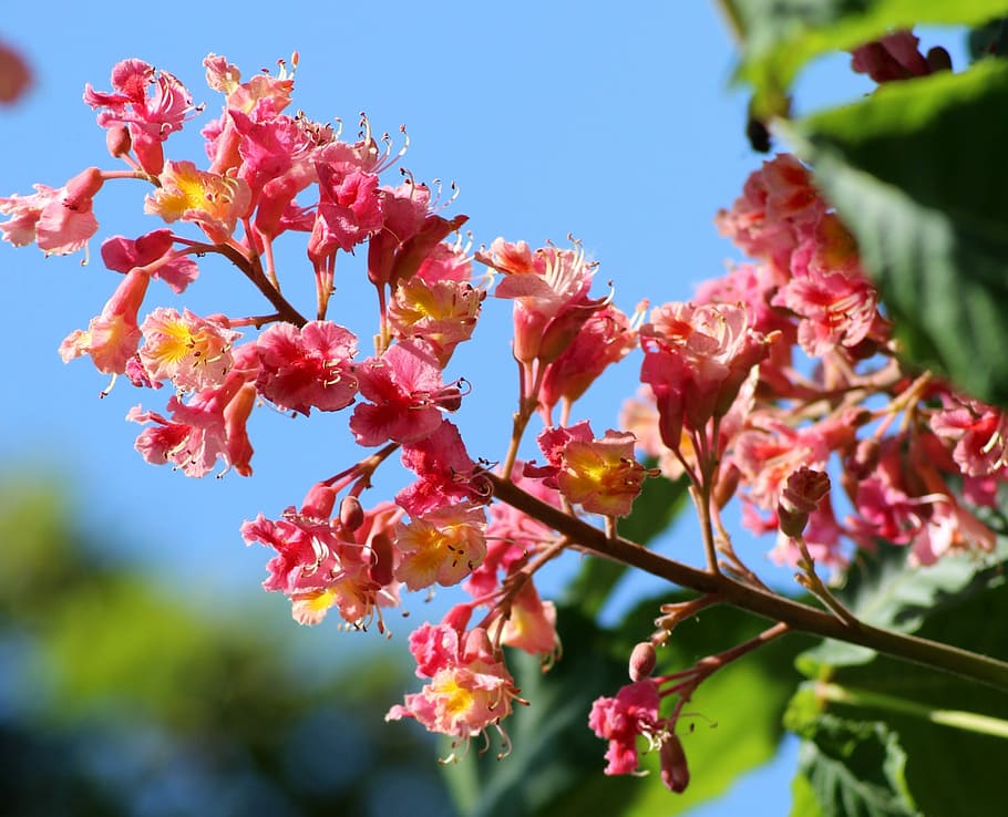horse chestnut red, inflorescence, tree, spring, may, nature HD wallpaper