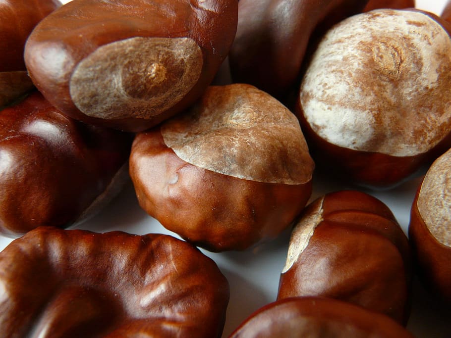 Chestnut, Brown, Tinker, autumn, ordinary rosskastanie, aesculus hippocastanum HD wallpaper