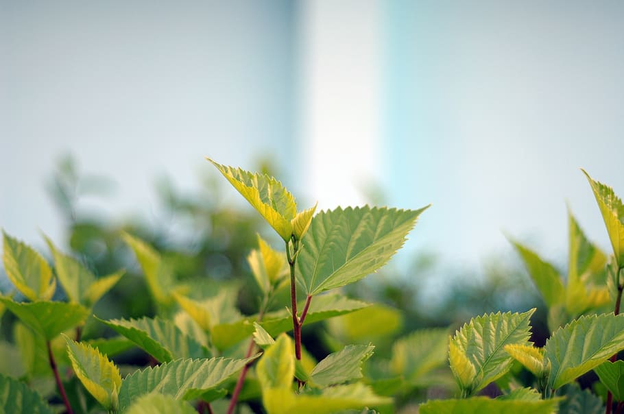 leaf, plant, nature, plant part, green color, agriculture, growth HD wallpaper