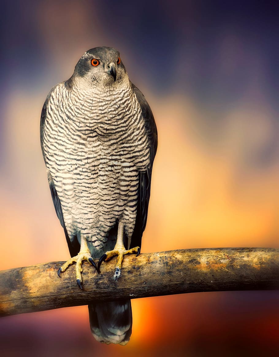 black and gray bird perch on a tree, falcon, hawk, wildlife HD wallpaper
