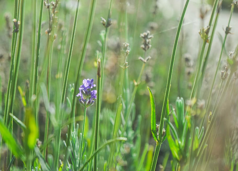Lavender, Flowers, Nature, Summer, purple, grass, growth, plant HD wallpaper