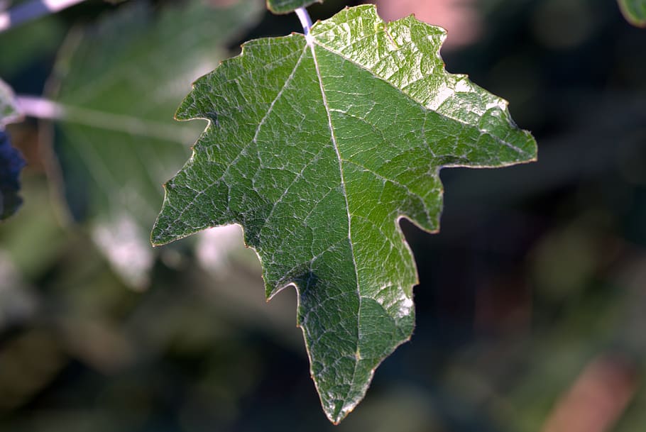 leaf, green, foliage, tree, bush, park, ivy, plant part, green color HD wallpaper