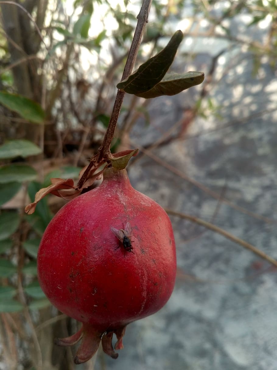 fruit, leaf, tree, nature, food, outdoors, red, food and drink HD wallpaper